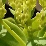 Sedum albomarginatum Flower