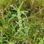 Meiosperma bracteatum Συνήθη χαρακτηριστικά