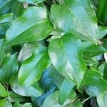 Smilax rotundifolia Leaf