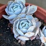 Echeveria laui Blad