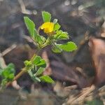 Medicago rigidula Fula