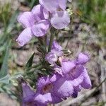 Penstemon secundiflorus ফুল