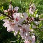 Prunus amygdalusFlors