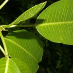 Sapium allenii Leaf