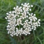 Selinum carvifolium Flower