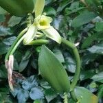 Vanilla planifolia Кветка