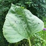 Helianthus annuus Blad