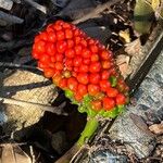 Arisaema dracontium Fruto