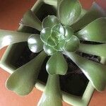 Aeonium castello-paivae Blad