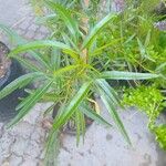 Searsia lancea Blatt
