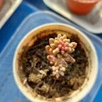 Sedum rubens Hoja