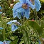 Meconopsis grandis Blatt