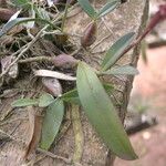 Bulbophyllum falcatum Hábito