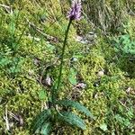 Dactylorhiza maculata Цвят