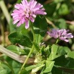 Trifolium resupinatum Flower