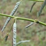Aeschynomene rudis Hoja