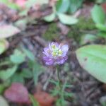 Polygala curtissii Habit