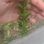 Lespedeza cuneata 葉