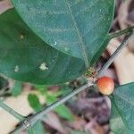 Rauvolfia mannii Fruit