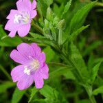 Epilobium hirsutum 花