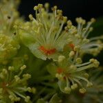 Xylosma longifolia