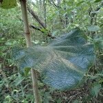 Coccoloba pubescens Blatt