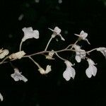 Ionopsis utricularioides Outro
