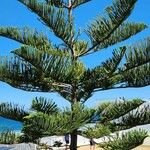 Araucaria heterophyllaLapas