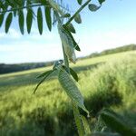 Vicia lutea Frucht