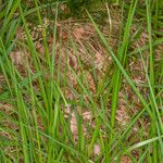 Luzula multiflora Habit