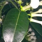 Stephanotis floribunda Blad