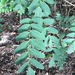 Tipuana tipu Leaf
