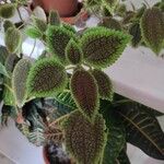 Pilea mollis Leaf