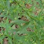 Scoparia dulcis List