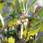 Xylococcus bicolor Çiçek