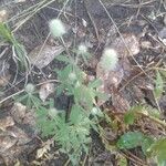 Trifolium arvense ফুল