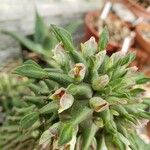 Euphorbia schubei Bloem