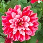 Dahlia pinnataFlower