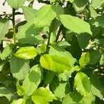 Cordia dichotoma Fuelha