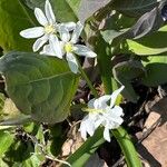 Scilla forbesii Flower