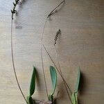 Bulbophyllum encephalodes Hábito