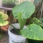 Colocasia esculentaبرگ