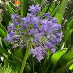 Agapanthus praecox Kwiat