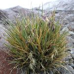 Festuca livida Fulla