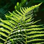 Dryopteris filix-mas Feuille