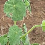 Abutilon grandiflorum पत्ता