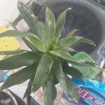 Dracaena reflexaЛисток