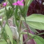 Dianthus armeria Flor