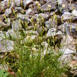 Silene waldsteinii Flor