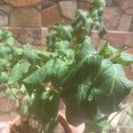 Mirabilis longiflora Leaf